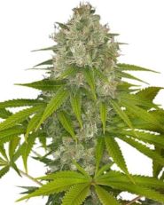 OG Kush by Growers Choice