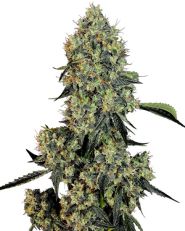 OG Kush Feminized