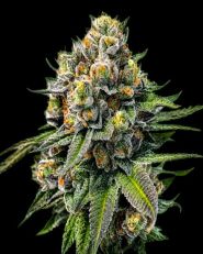 OG Kush Feminized - Nirvana Seeds