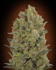 OO Cheese Feminized by OO Seeds
