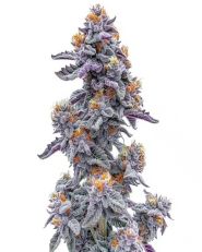 Ooze Feminized by Blimburn