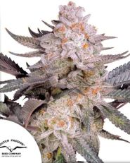 Orange Bud 2.0 by Dutch Passion