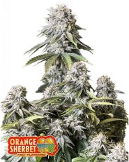 Orange Sherbet FF by Fast Buds