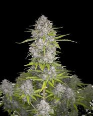 Orange Sherbet by Fast Buds