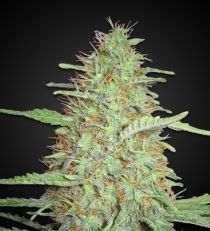 California Orange Bud Feminized by 420 Seeds