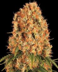 Orange Sherbert Feminized 