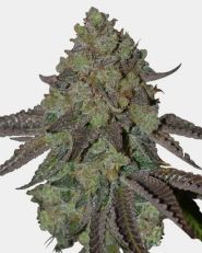 Oreoz Feminized by MSNL Seeds
