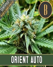 Orient Automatic by Blim Burn Seeds