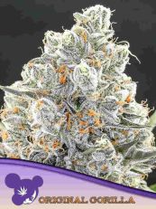 Original Gorilla #4 Feminized- Anesia Seeds