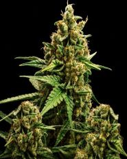 Original Glue Autoflower - Nirvana Seeds