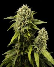 Original Glue Feminized - Nirvana Seeds