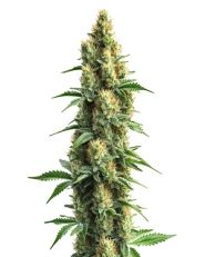 Orka Feminized by Blim Burn Seeds
