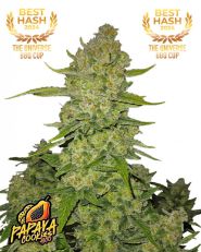 Papaya Cookies Auto by Fast Buds