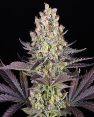 Papaya Frosting Feminized by Barney's Farm