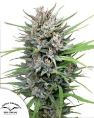 Passion #1 Feminized by Dutch Passion