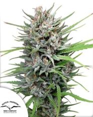 Passion #1 Regular by Dutch Passion 