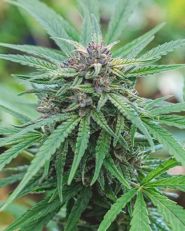 Peanut Butter Breath Auto by Growers Choice