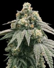 Peanut Butter Breath Feminized