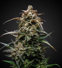 Permanent Marker Autoflower by 420 Seeds