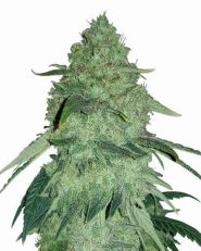 Permanent Marker Autoflower by MSNL Seeds