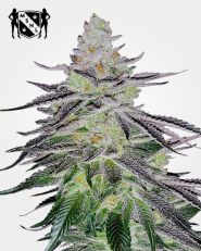 Permanent Marker Feminized by MSNL Seeds