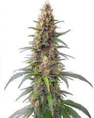 Permanent Marker Autoflower by Blimburn
