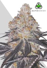 Permanent Marker Autoflower by Auto Seeds