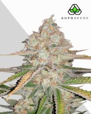 Pineapple Express Autoflower by Auto Seeds