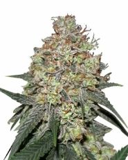 Pineapple Express Feminized by MSNL Seeds