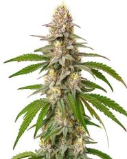 Pineapple Express Feminized by Blimburn