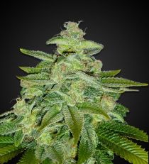 Pineapple Kush Feminized