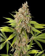 Pineapple Poison Feminized by Super Sativa Seed Club