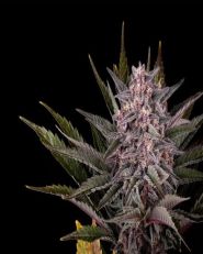 Pink Gelato Feminized by Kannabia