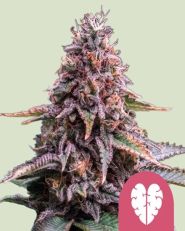 Pink Mist Feminized by Royal Queen Seeds