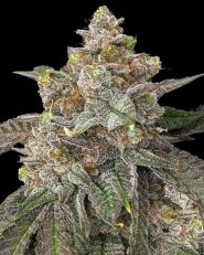 Pink Runtz Feminized 