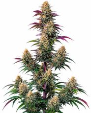 Pink Runtz Autoflower by Blimburn