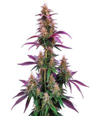 Pink Runtz Feminized by Blimburn