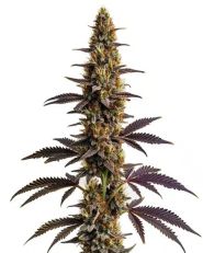 Platinum Cookies Feminized by Blimburn