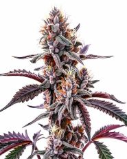 Plushberry Autoflower by Blimburn