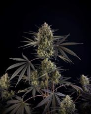 Pound Cake Auto by Fast Buds