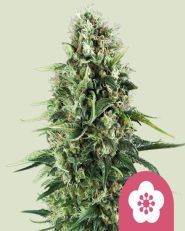 Power Flower by Royal Queen Seeds