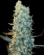 Power Plant Feminized by Spliff Seeds