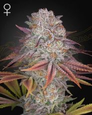 Pulp Friction Feminized by Green House Seeds