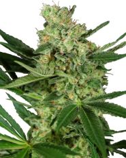 Pumpkin Spice by Sensi Seeds