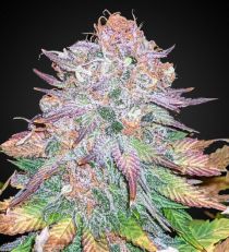 Purple Haze Feminized