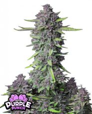 Purple Punch Auto by Fast Buds