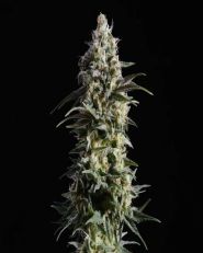 Pure Skunk Go Fast Feminized 