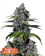 Purple Lemonade FF by Fast Buds