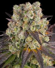 Purple Punch x Lemon Drizzle by Barney's Farm