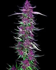 Purple Berry Kush Feminized by Spliff Seeds